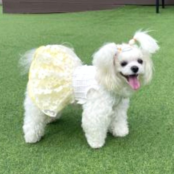 페오펫몰,[감사특가]플로피이얼스,카밀리아 화이트드레스,강아지원피스