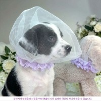 [꽃길특가]헤드매쉬 핑크레이스,강아지산책 얼굴보호 망사커버, 강아지페이스커버