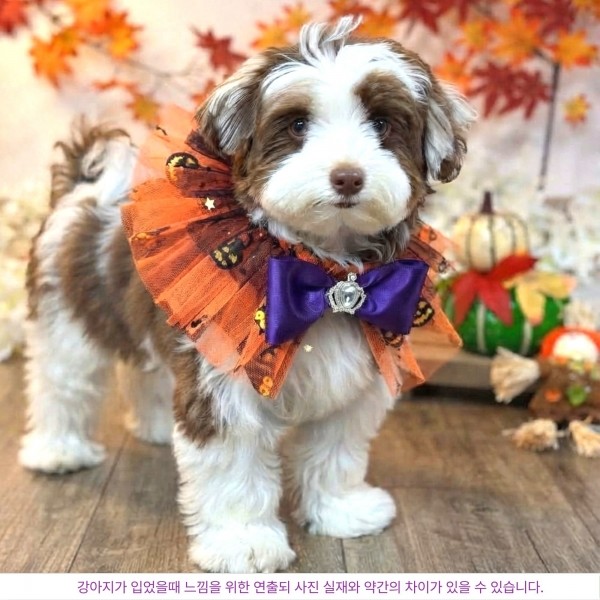 페오펫몰,할로윈 오렌지 강아지 케이프, 강아지망토, 코스튬