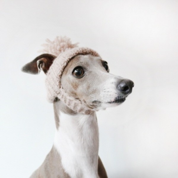 페오펫몰,[완제품/강아지 손뜨개 모자] 미미비니