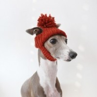 [완제품/강아지 손뜨개 모자] 미미비니