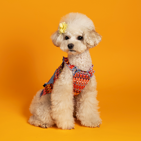 페오펫몰,Waikiki Orange T 와이키키 오렌지 티