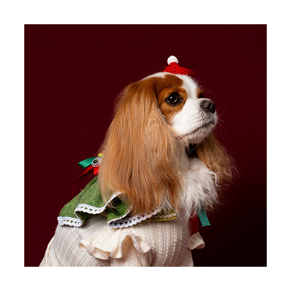 페오펫몰,Noel Cape Green (노엘 케이프 그린)