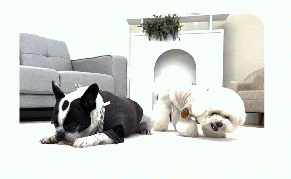 페오펫몰,개과천선 대용량 강아지 수제간식 1kg