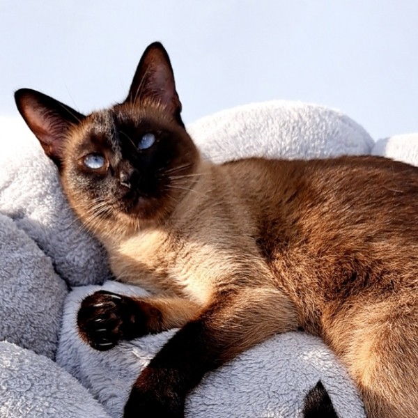 페오펫몰,개과천선 포이냥 강아지 쿠션