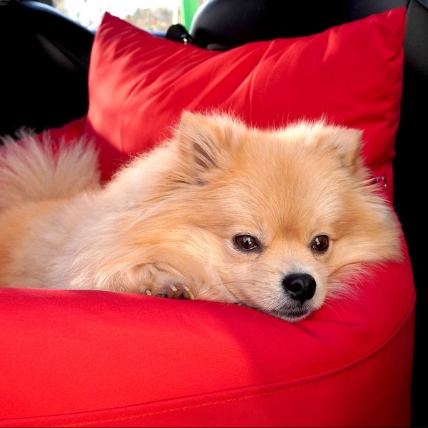 페오펫몰,개과천선 루퐁 강아지 방수 카시트