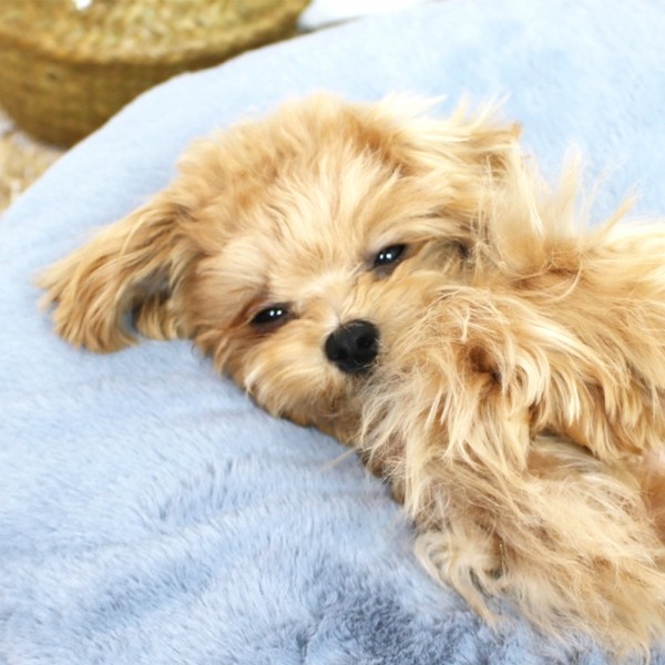 페오펫몰,개과천선 멜로우 강아지 원 방석