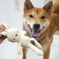 개과천선 라비 토끼인형 강아지 장난감 색상랜덤 2P