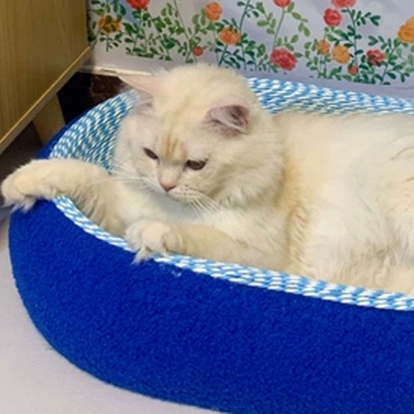 페오펫몰,개과천선 어몽드 스카일로 고양이 스크래쳐