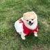 썸네일(스크롤)