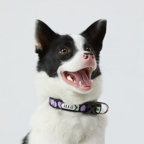 페오펫몰,일로 럽미 LUV ME 더블락 목줄