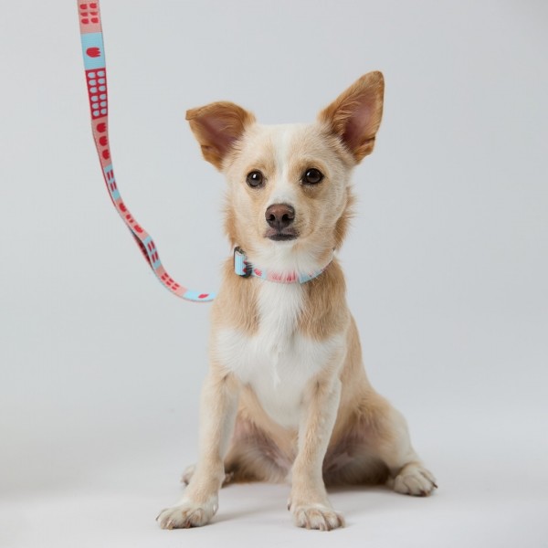 페오펫몰,일로 피버 FEVER 더블락 목줄