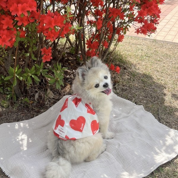 페오펫몰,우니토 하트프릴 나시 파자마