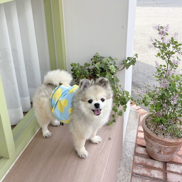 페오펫몰,우니토 하트프릴 나시 파자마