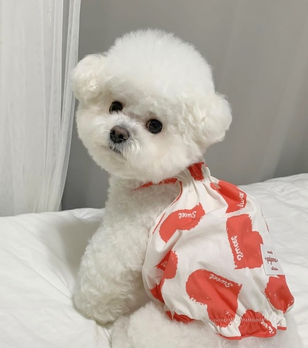 페오펫몰,우니토 하트프릴 나시 파자마