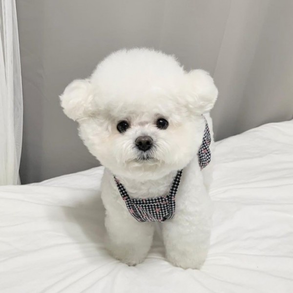 페오펫몰,우니토 리본 프릴 나시 파자마