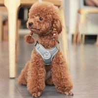 딩동펫 반려동물 메쉬 X형 강아지 하네스