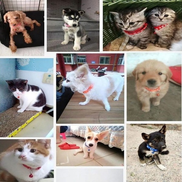 페오펫몰,딩동펫 반려동물 발바닥 초경량 목줄 리드줄 세트