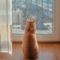 딩동펫 반려동물 헥사곤 안전 울타리망